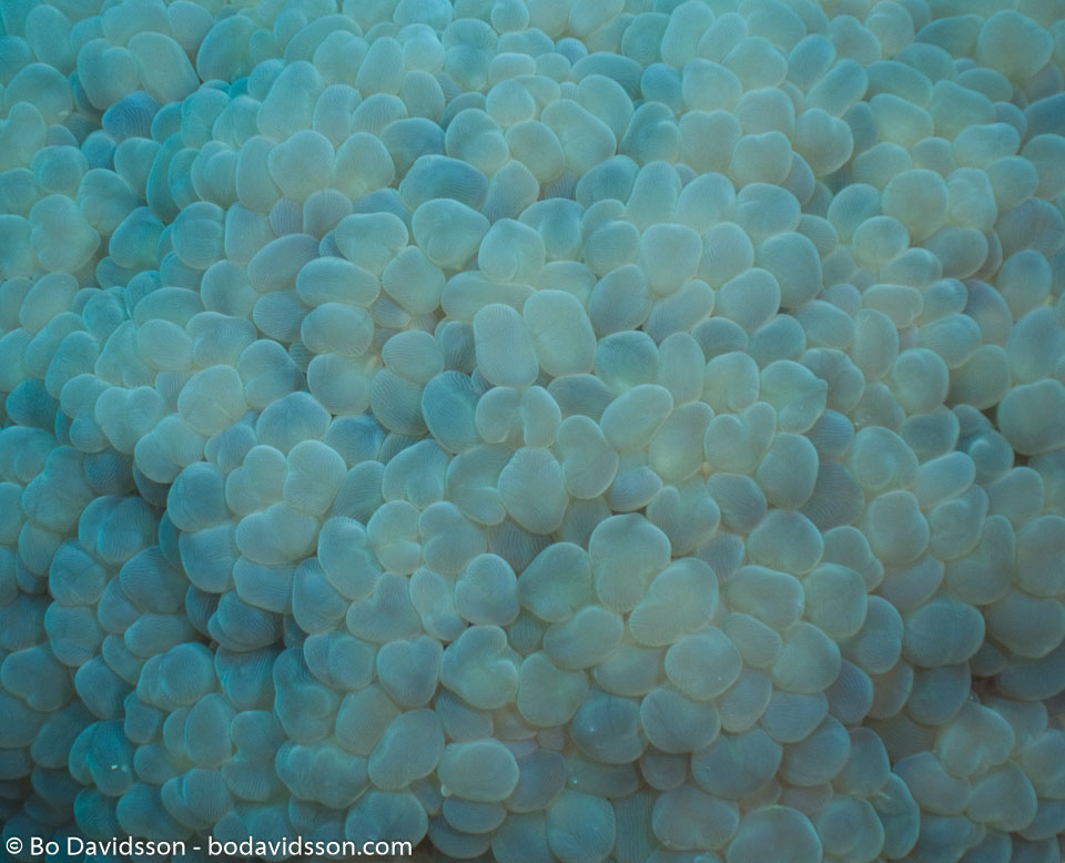 BD-080403-Bunaken-4030997-Plerogyra-sinuosa-(Dana.-1846)-[Rounded-bubblegum-coral].jpg